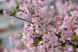 樱花