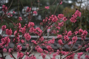 枝头绽放的娇艳粉色花朵