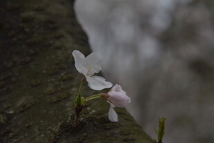 树干上绽放的娇嫩白花