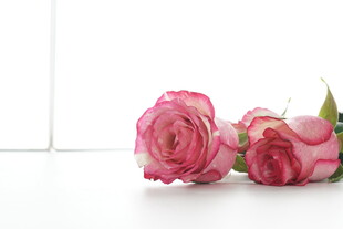 两朵粉色娇艳玫瑰花