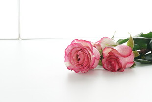 三朵娇艳粉色玫瑰花