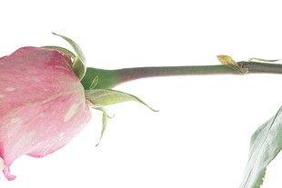 粉色娇艳玫瑰单枝特写