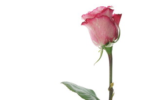 单支粉色玫瑰花特写