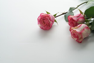 三朵娇艳粉色玫瑰花