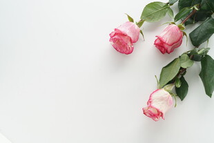 三朵娇艳粉色玫瑰