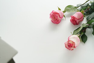 三朵娇艳粉色玫瑰花