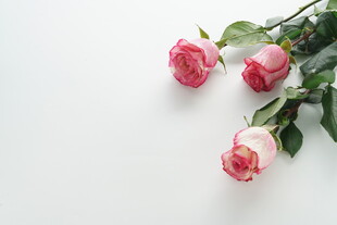 三朵娇艳粉色玫瑰花