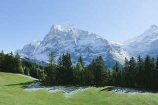 雪山下的葱郁森林美景