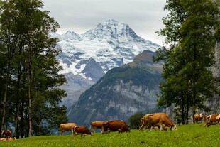 山间草地的牛群与雪山