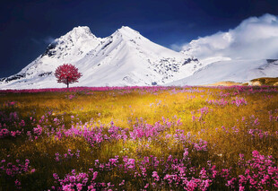 雪山花海