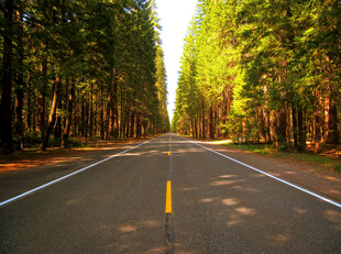 林间公路