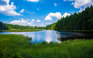 湖畔森林美景