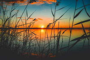 夕阳下的湖畔芦苇美景