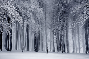 冬日雪覆森林美景