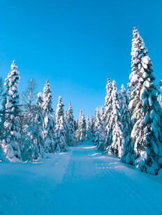 冬日雪林美景