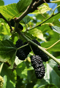 黑莓栽培