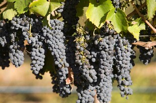 饱满紫葡萄悬挂于藤间