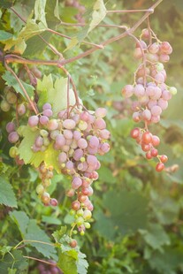 成熟葡萄挂于翠绿藤蔓间