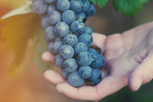 手捧饱满紫葡萄
