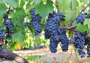 葡萄藤下饱满紫葡萄