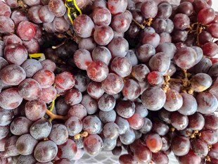 葡萄