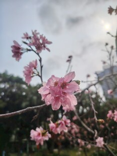 枝头绽放的粉嫩桃花