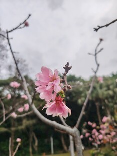 枝头绽放的娇艳粉色桃花