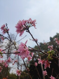 枝头绽放的粉嫩樱花