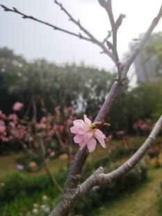 枝头绽放的粉嫩桃花
