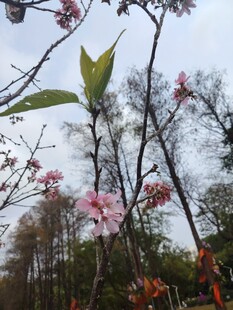 春日绽放的娇艳粉色花朵