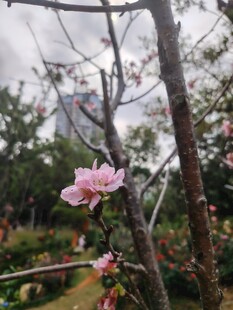 枝头绽放的粉嫩桃花