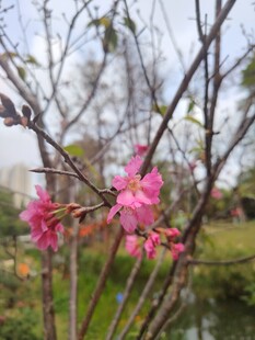 枝头绽放的娇艳粉色花朵