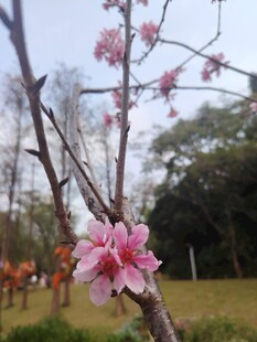 枝头绽放的娇艳桃花