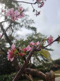 枝头绽放的粉嫩桃花