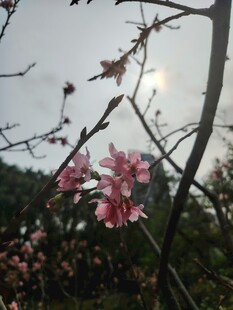 枝头绽放的娇艳粉色花朵
