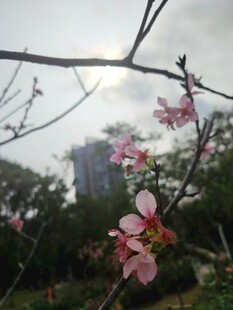 枝头绽放的粉嫩桃花
