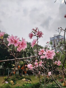 春日绽放的烂漫粉色花朵