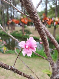 枝头绽放的娇艳粉色花朵