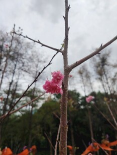 枝头绽放的娇艳红花