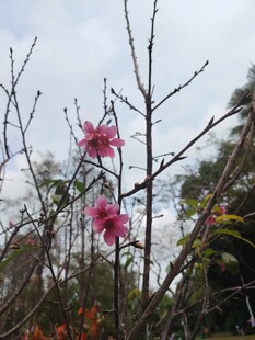 枝头绽放的娇艳粉色花朵