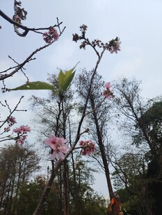 春日盛开的粉嫩玉兰花