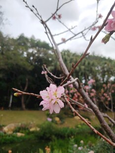 枝头绽放的粉嫩桃花