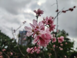 枝头绽放的粉嫩桃花