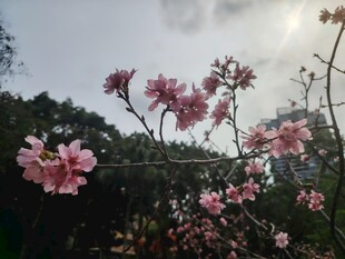 春日绽放的娇艳粉色花朵