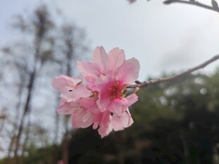 娇艳粉色桃花枝头绽放