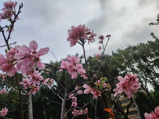 春日绽放的美丽粉色花朵