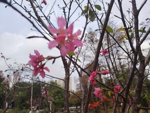 枝头绽放的娇艳粉色花朵