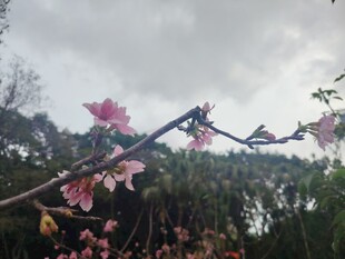枝头绽放的娇艳粉色花朵
