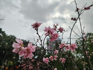 枝头绽放的粉嫩花朵