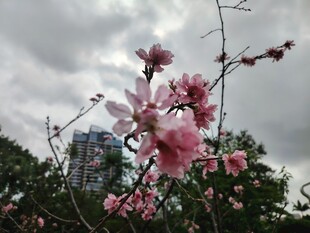 枝头绽放的粉嫩玉兰花